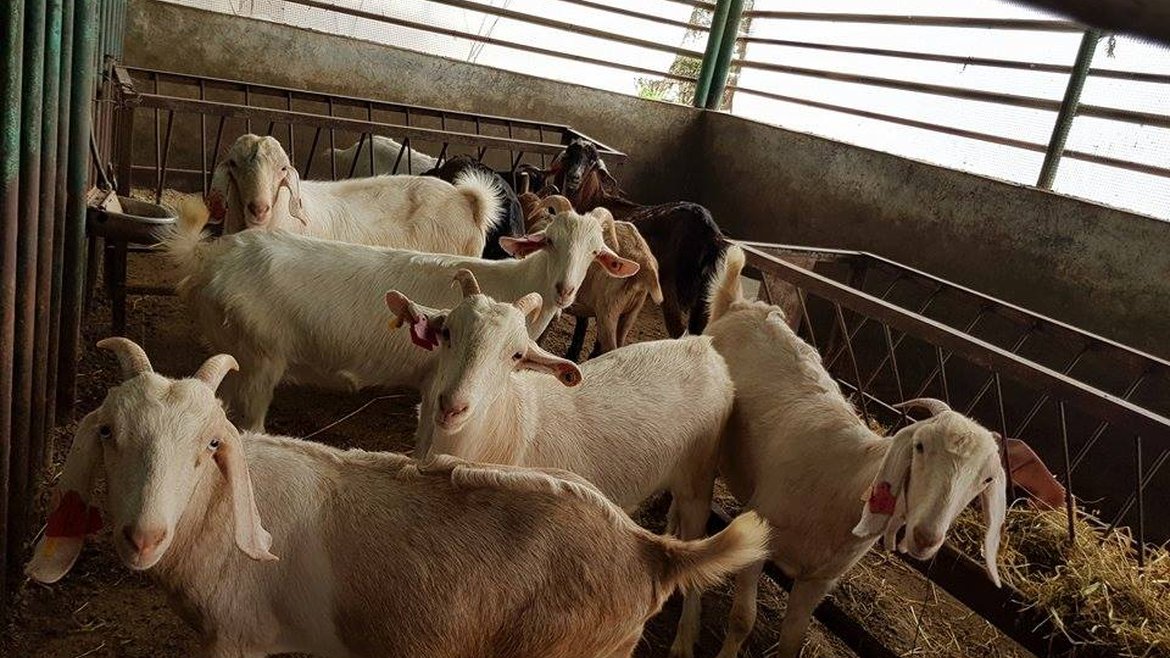 Animal Production Unit | Faculty of Agriculture and Veterinary Medicine
